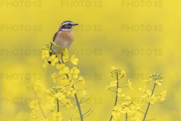 Whinchat (Saxicola rubetra) male in a rape field, Saxony-Anhalt, Germany