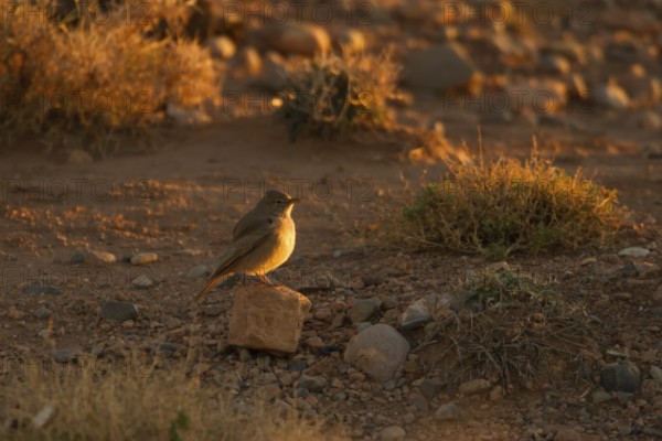 Desert Lark (Ammomanes deserti), Morocco