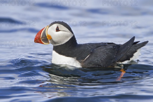 Atlantic Puffin (Fratercula arctica), Newfoundland, Canada