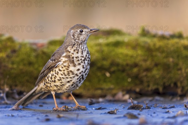 Song Thrush (Turdus philomelos) at a waterhole, Saxony-Anhalt, Germany