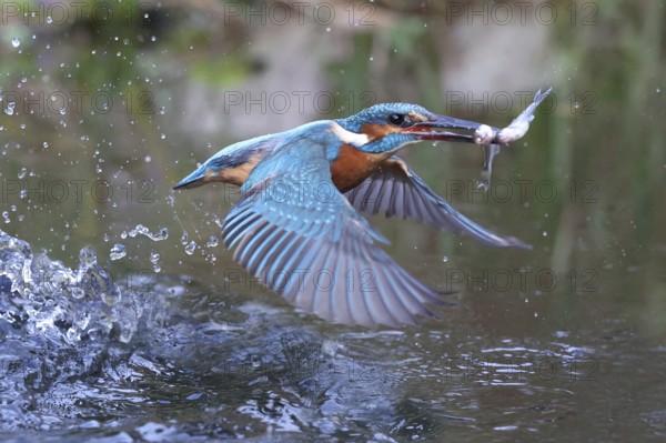 Common Kingfisher (Alcedo atthis) female hunting Moderlieschen (Leucaspius delineatus) in a garden pond, Mecklenburg-Western Pomerania, Germany