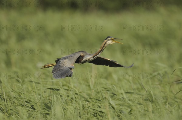 Purple Heron (Ardea purpurea) flying, Netherlands