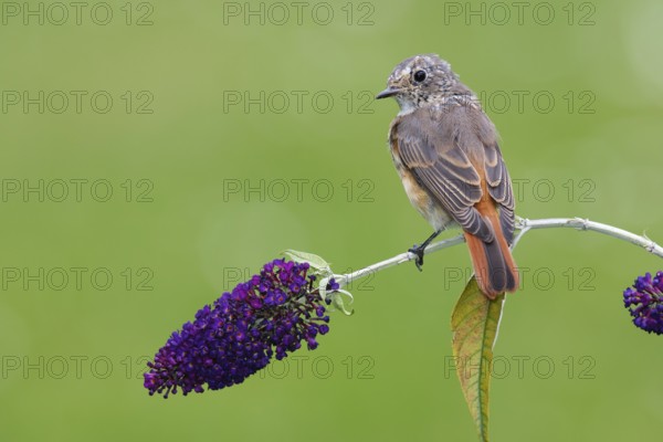 Common Redstart (Phoenicurus phoenicurus) juvenile, Berlin, Germany