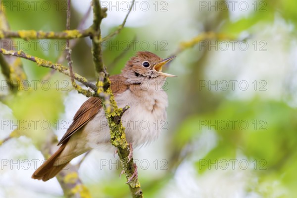 Common Nightingale (Luscinia megarhynchos) singing, Baden-Wuerttemberg, Germany