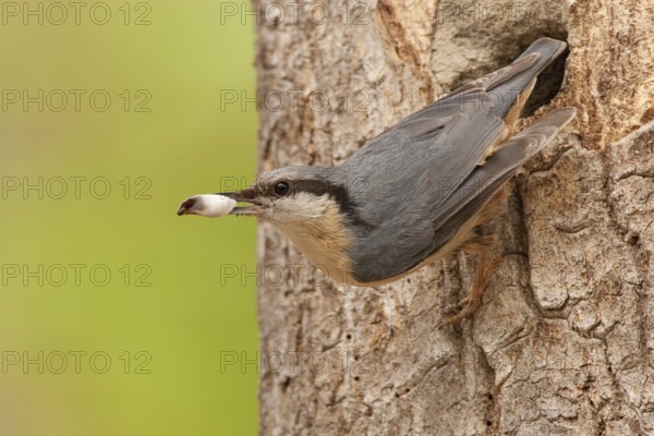 Eurasian Nuthatch (Sitta europaea), St. Gallen, Switzerland