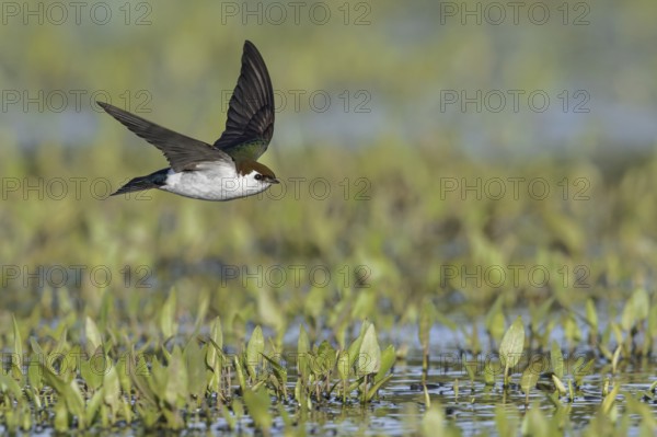 Violet-green Swallow (Tachycineta thalassina) flying over a marsh in Victoria, BC, Canada