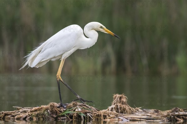 Great Egret (Ardea alba) foraging, Subotica, Serbia