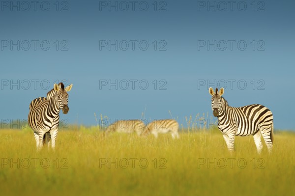 Zebra with blue storm sky. Burchell's zebra, Equus quagga burchellii, Nxai Pan National Park, Botswana, Africa. Wild animal on the green meadow. Wildlife nature