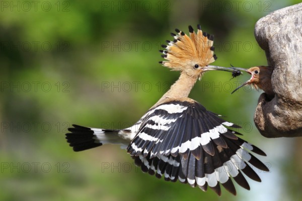 Eurasian Hoopoe (Upupa epops) feeding chick in breeding cavity, Saxony-Anhalt, Germany