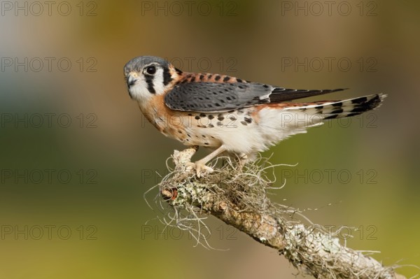American Kestrel (Falco sparverius), Florida, USA
