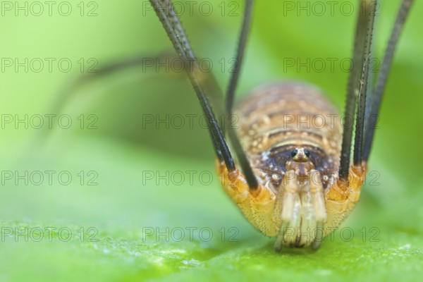 Weberknecht, Opilio canestrinii Harvestman, Opilio canestrinii