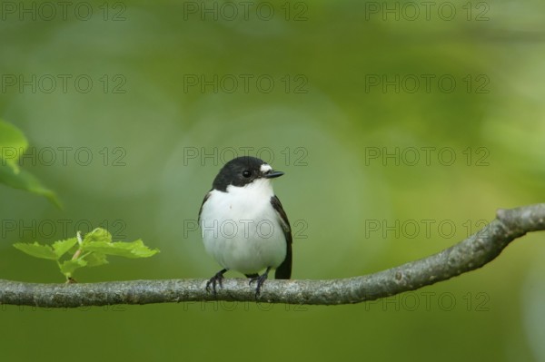 European Pied Flycatcher (Ficedula hypoleuca) male, Baden-Wuerttemberg, Germany