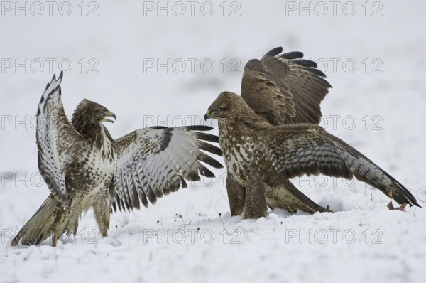 Common Buzzard (Buteo buteo) flying, Saxony, Germany