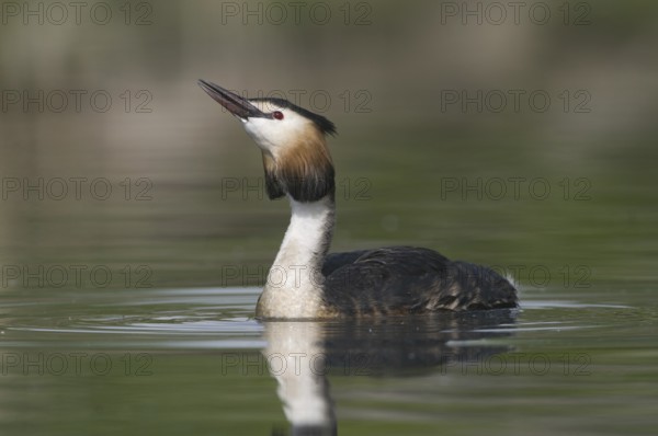 Great Crested Grebe (Podiceps cristatus), Saxony, Germany
