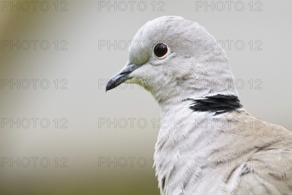 Eurasian Collared Dove (Streptopelia decaocto), Asturias, Spain