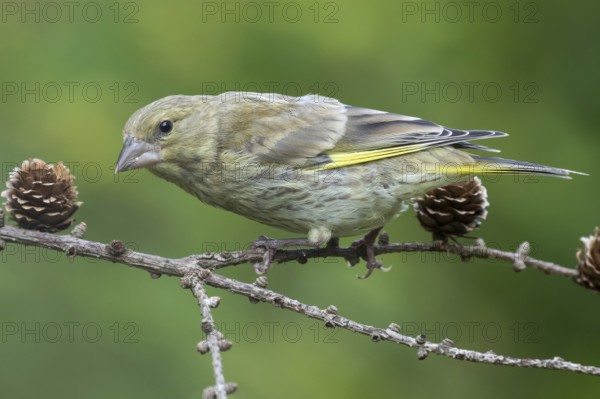 European Greenfinch (Chloris chloris) juvenile perched on a branch, Lower Saxony, Germany