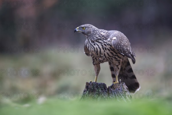 Northern Goshawk (Accipiter gentilis) juvenile, Netherlands