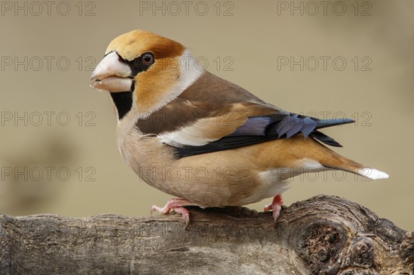 Hawfinch (Coccothraustes coccothraustes), male perched, Castile and Leon, Spain