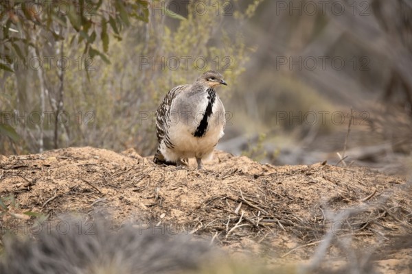Malleefowl (Leipoa ocellata), Victoria, Australia