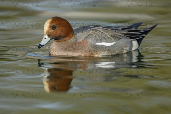 Eurasian Wigeon (Mareca penelope) male, Arizona, USA