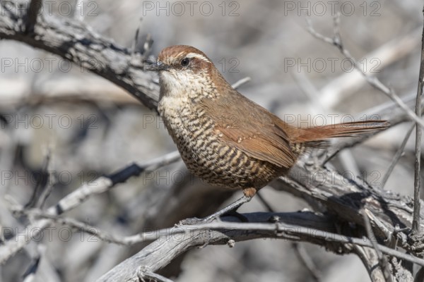 White-throated Tapaculo (Scelorchilus albicollis) perched on a branch, Metropolitana, Chile