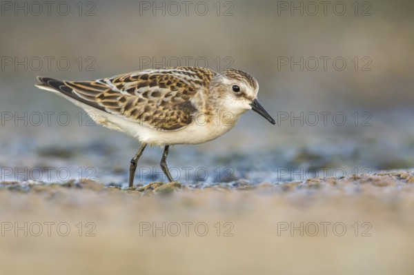 Little Stint (Calidris minuta) foraging, Poland
