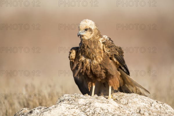 Western Marsh Harrier (Circus aeruginosus) female, Castile-La Mancha, Spain