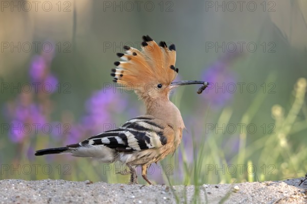 Eurasian Hoopoe (Upupa epops) male with a worm in its beak, Serbia