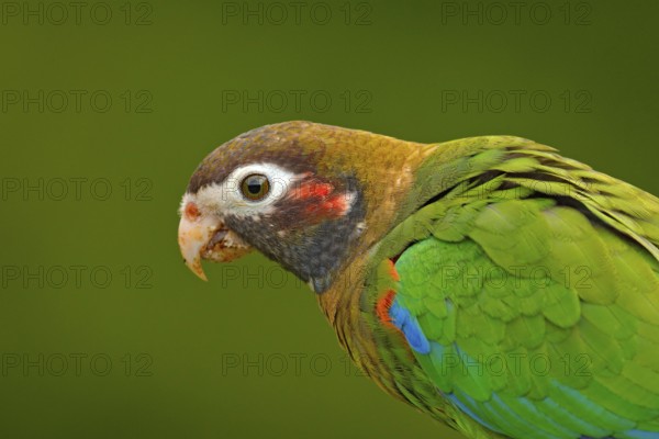 Detail of parrot head. Brown-hooded Parrot, Pionopsitta haematotis, portrait of light green parrot with brown head. Detail close-up portrait of bird from Central America. Wildlife scene from tropical nature