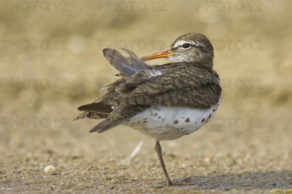 Spotted Sandpiper (Actitis macularius) preening, North Rhine-Westphalia, Germany