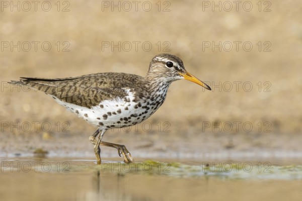 Spotted Sandpiper (Actitis macularius) foraging, North Rhine-Westphalia, Germany