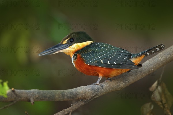 Green-and-rufous Kingfisher, Chloroceryle inda, green and orange bird sitting on tree branch, bird in nature habitat, Baranco Alto, Pantanal, Brazil. Wildlife Brazil, river bird