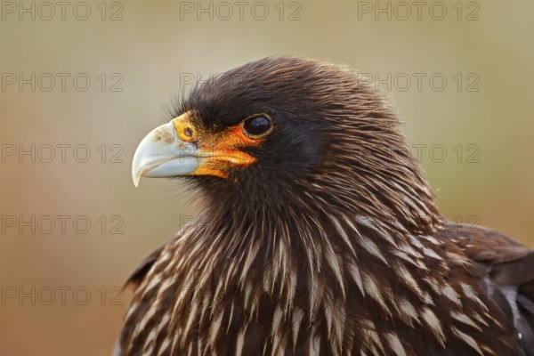 Caracara sitting in the grass in Falkland Islands, Argentina. Caracara in the nature habitat. Detail portrait of caracara. Close-up Portrait of birds of prey Strieted caracara, Phalcoboenus australis