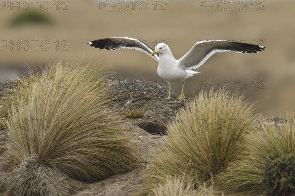 Kelp Gull (Larus dominicanus), New Zealand