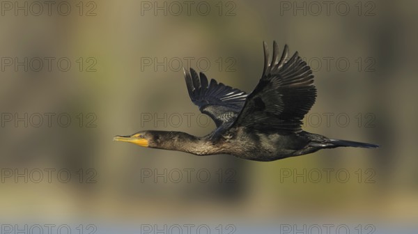 Double-crested Cormorant (Phalacrocorax auritus), Canada