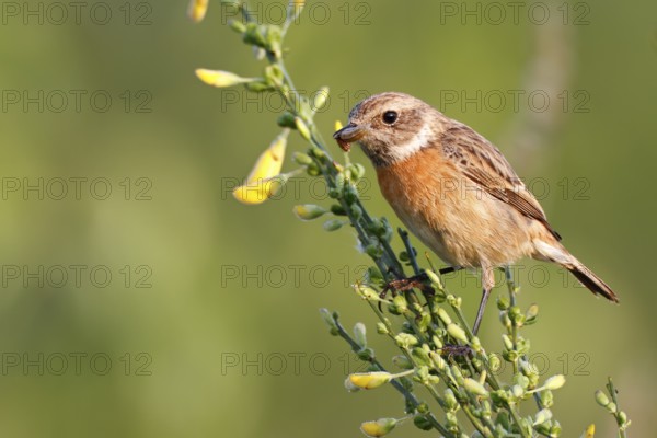 European Stonechat (Saxicola rubicola) female perched on broom with insect in beak, Saxony-Anhalt, Germany