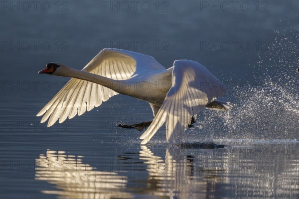 Mute Swan (Cygnus olor) flying, Carinthia, Austria