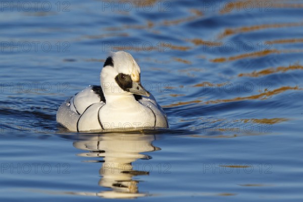 Smew (Mergellus albellus) male, Netherlands