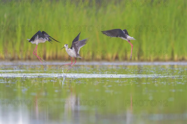Black-winged Stilt (Himantopus himantopus) group flying, Lazio, Italy