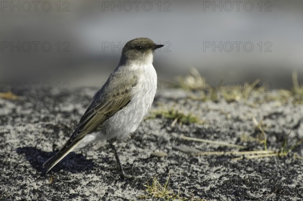 Dark-faced Ground Tyrant (Muscisaxicola maclovianus), Falkland Islands