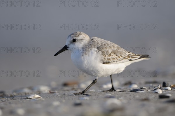 Sanderling (Calidris alba), Sanderling, Altvogel im Schlichtkleid, am Strand der Ostsee, auf Nahrungssuche am Spuelsaum, Oktober, Prerow, Nationalpark Vorpommersche Boddenlandschaft, Mecklenburg-Vorpommern, Ostsee, Deutschland