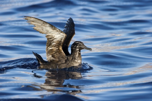 Sooty Shearwater (Ardenna grisea), Eilat, Israel