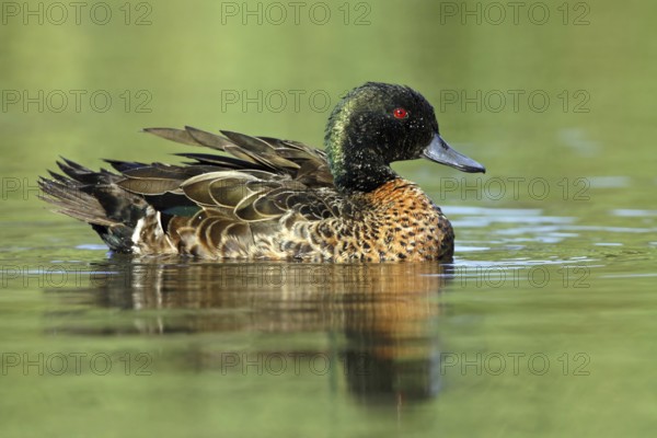 Chestnut Teal (Anas castanea), Victoria, Australia