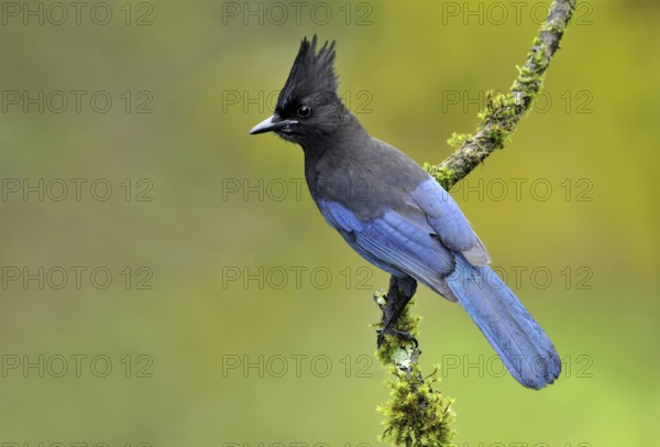 Steller's Jay (Cyanocitta stelleri), British Columbia, Canada