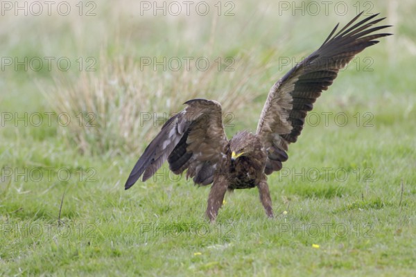 Schreiadler, lat. Aquila pomarina, auf einer Wiese bei der Nahrungssuche mit geöffneten Flügeln Gleichgewicht haltend