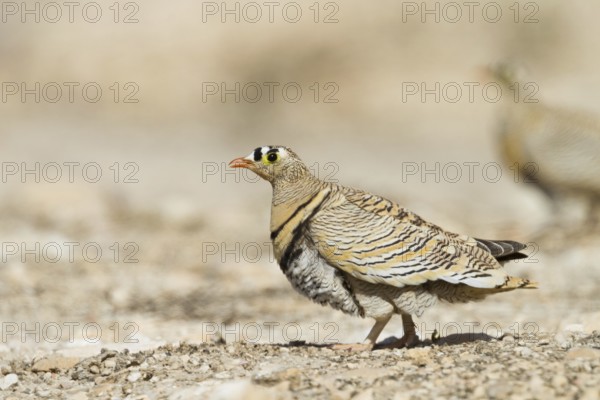 Lichtenstein's Sandgrouse (Pterocles lichtensteinii), Oman