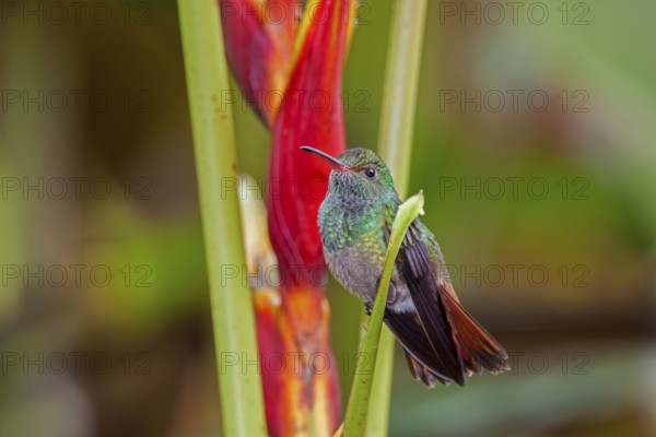 Rufous tailed Hummingbird Amazilia tzacatl San Jose, COSTA RICA 2 November Adult Male Trochilidae