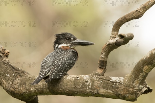 Giant Kingfisher (Megaceryle maxima) male, Gambia
