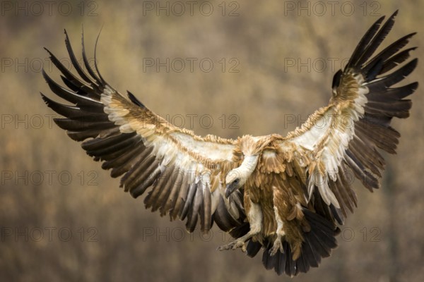 Griffon Vulture (Gyps fulvus) flying, Castile and Leon, Spain