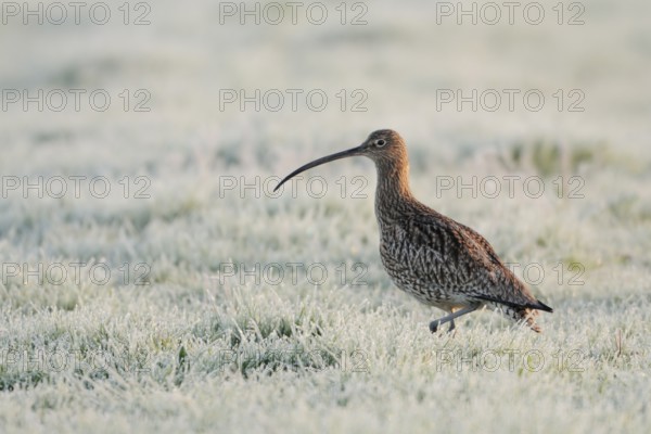 Eurasian Curlew (Numenius arquata), North Rhine-Westphalia, Germany